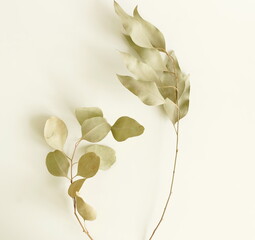 Wall Mural - Dried Eucalyptus branches top view on a white background . Minimal floral card, botanical fine art poster