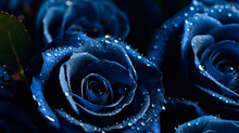 Navy Blue Roses With Water Droplets