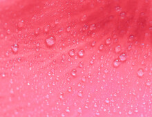 Background Of Pink Rose Petals With Dew Drops. Bokeh With Light Reflection. Macro Blurred Natural Backdrop