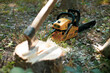 © oybekostanov - the chainsaw in the forest resting