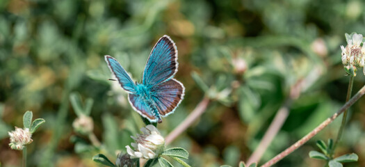 Wall Mural - The common blue butterfly Polyommatus icarus is a butterfly in the family Lycaenidae and subfamily Polyommatinae