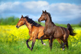 Fototapeta  - Two Horse run in yellow flowers