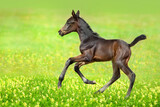 Fototapeta Konie - Bay foal run gallop on meadow
