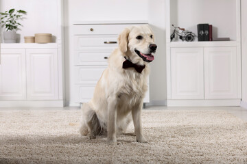 Sticker - Cute Labrador Retriever with stylish bow tie indoors