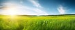Beautiful panoramic natural landscape of a green field with grass against a blue sky with sun. Spring summer blurred background, Generative AI
