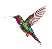 Hummingbird Isolated On Transparent Background. PNG File, Cut Out