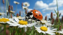  Ladybug On Flower Macro Closeup