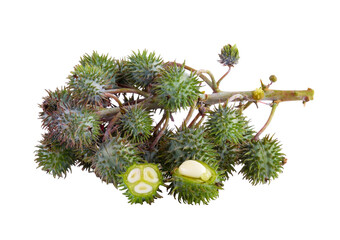 Castor oil plant on transparent png