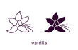 Vanilla flower, line editable stroke and silhouette