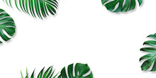 Summer Tropical Leaves On White Background With Copy Space