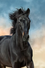 Wall Mural - horse run against sky