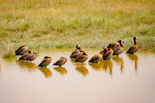 A Flock Of Egyptian Geese In Water At Amboseli National Park, Kenya