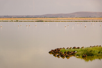 A flock of egyptian geese in water at Amboseli National Park, Kenya