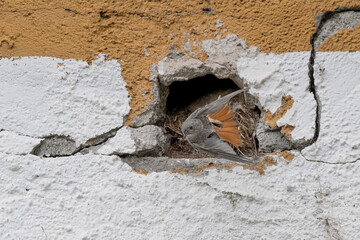 Wall Mural - It's time to go hunting for chicks, the black redstart female (Phoenicurus ochruros)