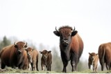 Fototapeta Zwierzęta - Bison baby with the herd. Buffalo calf with adults.