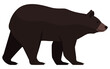 Black bear side view isolated