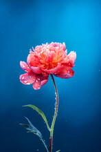Pink Peony With Water Drops On The Petals Close-up On A Blue Background. Place For Text. Copy Space. Design. Vertically. 
