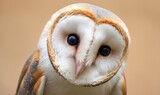 Fototapeta Zwierzęta - Tyto alba head, a common barn owl. close up. 