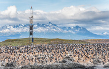 View Of Cormorants Along The Beagle Channel Coastline Near The International Airport In Ushuaia, Tierra Del Fuego, Patagonia, Argentina.