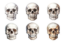 Front View Of Human Skull Collection Isolated On Transparent Background