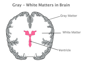 Gray, white matter, ventricle in human brain. Cross section anatomy. Gray tissue in cerebellum, cerebrum, and brain stem. White composed of bundles of axons. Top view. Illustration vector