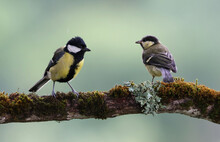 Adult Eurasian Great Tit (Parus Major) And Juvenile Perched On A Mossy Tree. Beautiful Mother And Chick Bird Family Scenery. Cute Garden Bird Parent Feeding Its Youngster. Asturias, Spain.