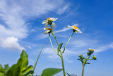 Fototapeta Kosmos - blooming flowers of Anthemis pseudocotula plant that is a species of chamomile with bright blue sky background