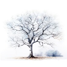 Tree In Winter On White Background