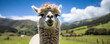 Alpaca portrait with brown hairs.