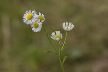 Flowers Of The Eastern Daisy Fleabane Or Daisy Fleabane (Erigeron Annuus)