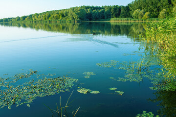 Wall Mural - View of the lake and the reeds on the shore.