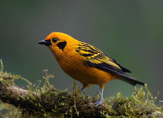 Wall Mural - Golden Tanager