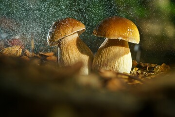 Canvas Print - two mushroom growing in a pile under a sprinkle of water