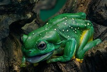 Vibrant Magnificent Tree Frog (Ranoidea Splendida) Frog Perched Contentedly On A Tree