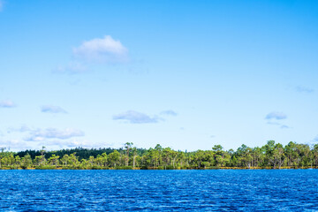 Sticker - Lake at a bog with pine trees