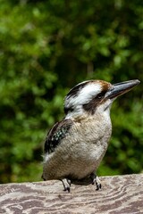 Poster - Laughing kookaburra (Dacelo novaeguineae) bird with a large beak perched on a tree branch