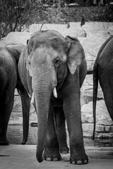 Sticker - Stunning grayscale of an African elephant with large tusks, standing in its natural habitat