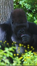 Vertical View Of A Gorilla Eating And Licking Its Fingers In A Wild Nature