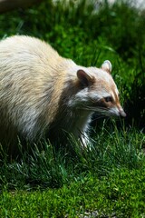Wall Mural - Brown raccoon standing in a lush green grassy field in a bright sunny day