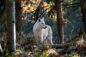 Poster - Majestic white wolf traversing through a lush forest during a bright and sunny afternoon