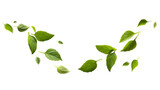 Fototapeta Na drzwi - seasoning herb fresh leaves basil isolated on transperent background