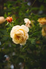 Wall Mural - Vibrant yellow rose stands out against a lush background of green foliage