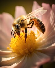 Close-up Of A Beautiful Honey Bee Collecting Nectar From A White Flower In The Garden, Soft Morning Light, Generative AI.