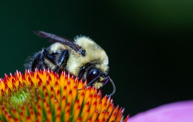 Sticker - Closeup shot of a bee perched atop a bright flower.