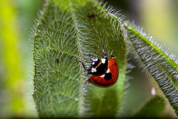 Sticker - Closeup shot of a red and black ladybird perched atop a green plant.