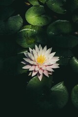 Sticker - Beautiful water lily blooming atop lush green foliage in a tranquil body of water.