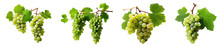 Vine Leaves And Grapes. Wine Making White Grapes On A Branch With Leaves Isolated On Transparent Background