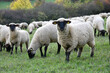 Schafherde in der Rhön - Landschaftspfleger auf 4 Beinen