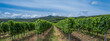 green vineyards landscape in summer time