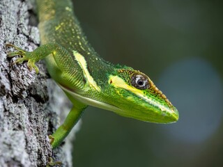 Poster - Closeup of a green lizard atop a tree bark in its natural habitat